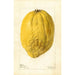 Citrus medica - Deborah Griscom Passmore — weergave van het kunstwerk