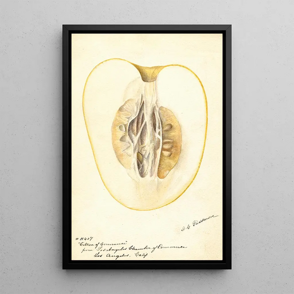 Reproductie van het schilderij Citrus medica Citron de commerce - Deborah Griscom Passmore