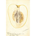 Reproductie van het schilderij Citrus medica Citron de commerce - Deborah Griscom Passmore