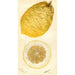 Citrus medica Lyman - Deborah Griscom Passmore — weergave van het kunstwerk