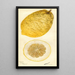 Citrus medica Lyman - Deborah Griscom Passmore — ingelijst kunstwerk aan de muur