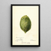 Reproductie van het schilderij Citrus medica Pomo d'Adams - Deborah Griscom Passmore