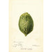Reproductie van het schilderij Citrus medica Pomo d'Adams - Deborah Griscom Passmore