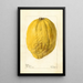 Citrus medica - Deborah Griscom Passmore — ingelijst kunstwerk aan de muur