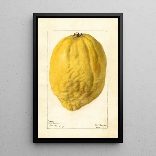 Citrus medica - Deborah Griscom Passmore — ingelijst kunstwerk aan de muur