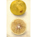 Citrus paradisi Ellen - Deborah Griscom Passmore — weergave van het kunstwerk