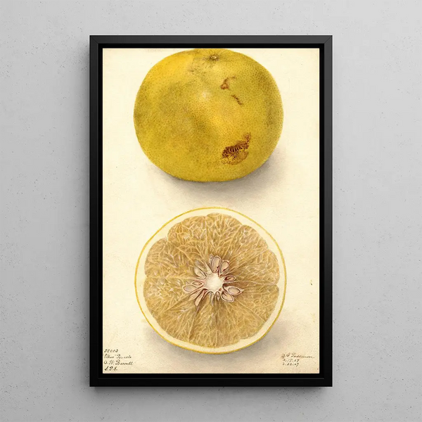 Citrus paradisi Ellen - Deborah Griscom Passmore — ingelijst kunstwerk aan de muur