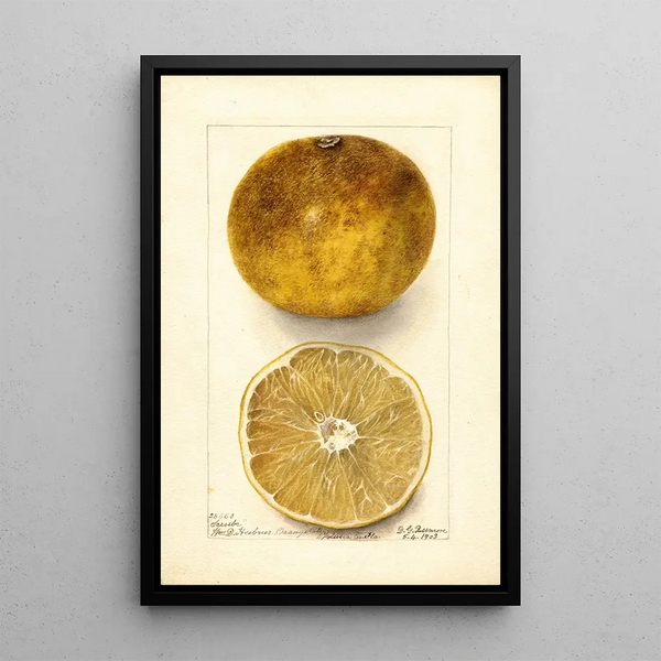 Citrus paradisi Scrubs - Deborah Griscom Passmore — ingelijst kunstwerk aan de muur