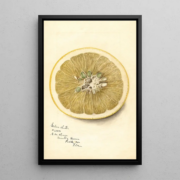Reproductie van het schilderij Citrus paradisi Silver Cluster - Deborah Griscom Passmore