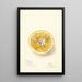 Citrus paradisi Thornton No - Deborah Griscom Passmore — ingelijst kunstwerk aan de muur