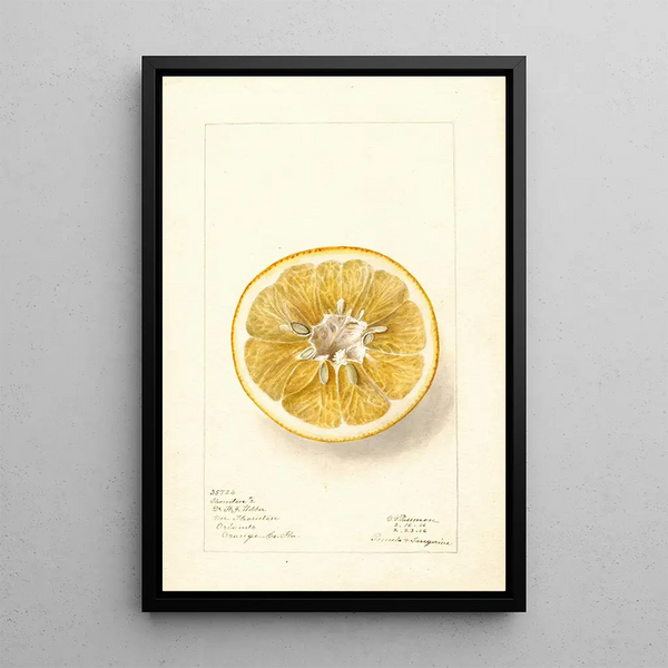 Citrus paradisi Thornton No - Deborah Griscom Passmore — ingelijst kunstwerk aan de muur
