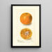 Citrus sinensis Bishops Favorite - Deborah Griscom Passmore — ingelijst kunstwerk aan de muur