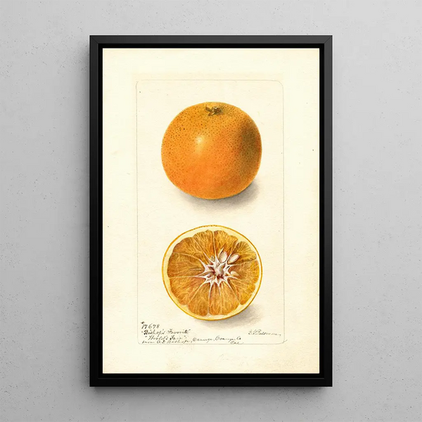 Citrus sinensis Bishops Favorite - Deborah Griscom Passmore — ingelijst kunstwerk aan de muur