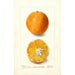 Citrus sinensis Braziliaans - Deborah Griscom Passmore — weergave van het kunstwerk