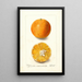 Citrus sinensis Braziliaans - Deborah Griscom Passmore — ingelijst kunstwerk aan de muur
