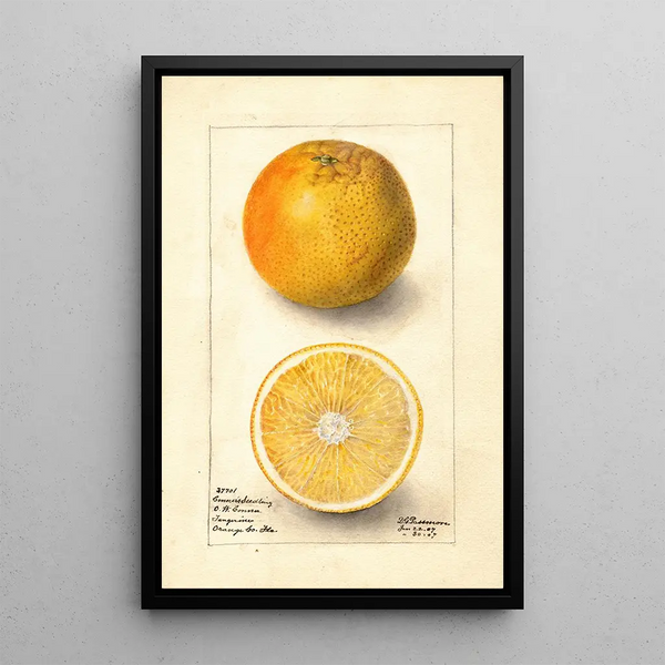 Citrus sinensis Conners Seedling - Deborah Griscom Passmore — ingelijst kunstwerk aan de muur