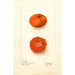 Citrus sinensis Early UnShu - Deborah Griscom Passmore — weergave van het kunstwerk