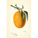 Citrus sinensis Joppa - Deborah Griscom Passmore — weergave van het kunstwerk