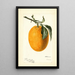 Citrus sinensis Joppa - Deborah Griscom Passmore — ingelijst kunstwerk aan de muur
