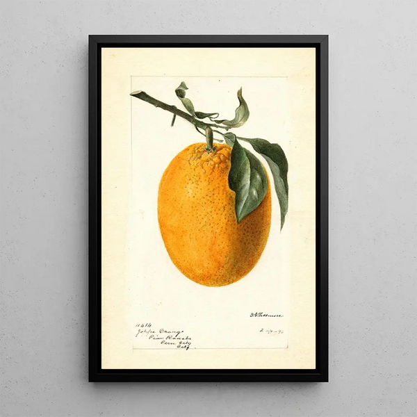 Citrus sinensis Joppa - Deborah Griscom Passmore — ingelijst kunstwerk aan de muur