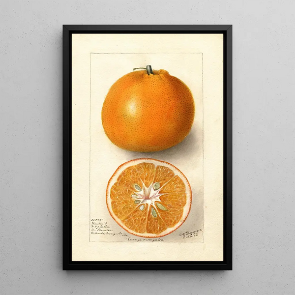 Reproductie van het schilderij Citrus sinensis Thornton No - Deborah Griscom Passmore