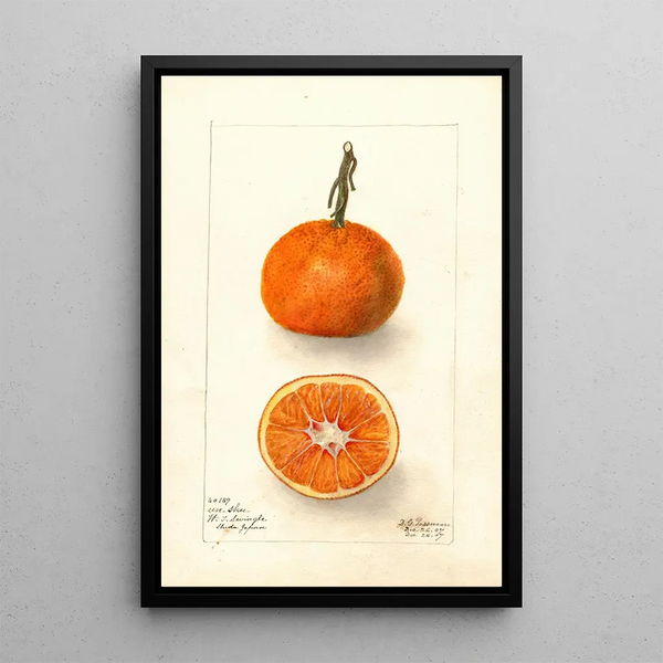 Reproductie van het schilderij Citrus sinensis UnShu - Deborah Griscom Passmore