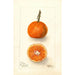 Reproductie van het schilderij Citrus sinensis UnShu - Deborah Griscom Passmore