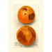 Citrus sinensis Washington Navel - Deborah Griscom Passmore — weergave van het kunstwerk