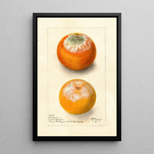 Citrus sinensis - Deborah Griscom Passmore — ingelijst kunstwerk aan de muur
