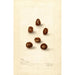 Corylus Koreaans - Deborah Griscom Passmore — weergave van het kunstwerk