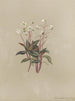 Album aquarelle van Deborah Griscom Passmore Pl23 - Deborah Griscom Passmore — weergave van het kunstwerk
