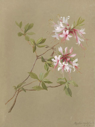 Deborah Griscom Passmore - Deborah Griscom Passmore watercolor album Pl24.webp