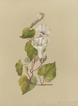 Deborah Griscom Passmore - Deborah Griscom Passmore watercolor album Pl33.webp