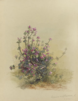 Deborah Griscom Passmore - Deborah Griscom Passmore watercolor album Pl38.webp