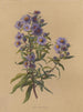 Album aquarelle van Deborah Griscom Passmore Pl49 - Deborah Griscom Passmore — weergave van het kunstwerk