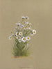 Album aquarelle van Deborah Griscom Passmore Pl50 - Deborah Griscom Passmore — weergave van het kunstwerk