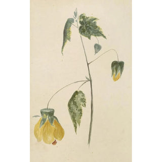 Deborah Griscom Passmore - Deborah Griscom Passmore watercolor album Pl65.webp