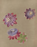 Album aquarelle van Deborah Griscom Passmore Pl74 - Deborah Griscom Passmore — weergave van het kunstwerk