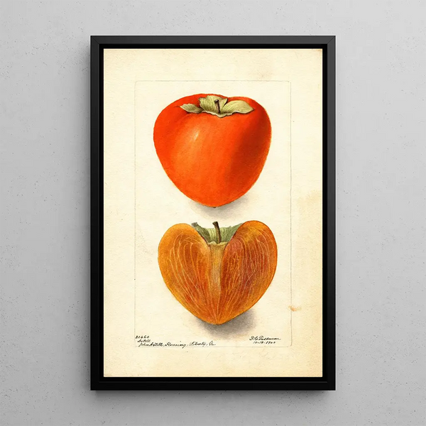 Reproductie van het schilderij Diospyros Axtill - Deborah Griscom Passmore
