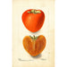 Reproductie van het schilderij Diospyros Axtill - Deborah Griscom Passmore