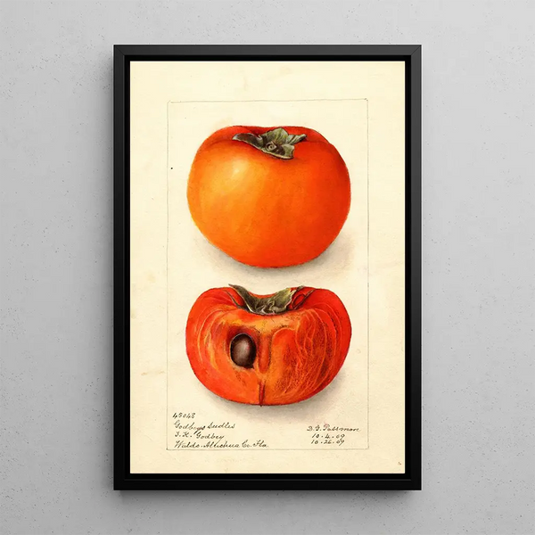 Reproductie van het schilderij Diospyros Godbeys Seedless - Deborah Griscom Passmore