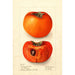 Reproductie van het schilderij Diospyros Godbeys Seedless - Deborah Griscom Passmore