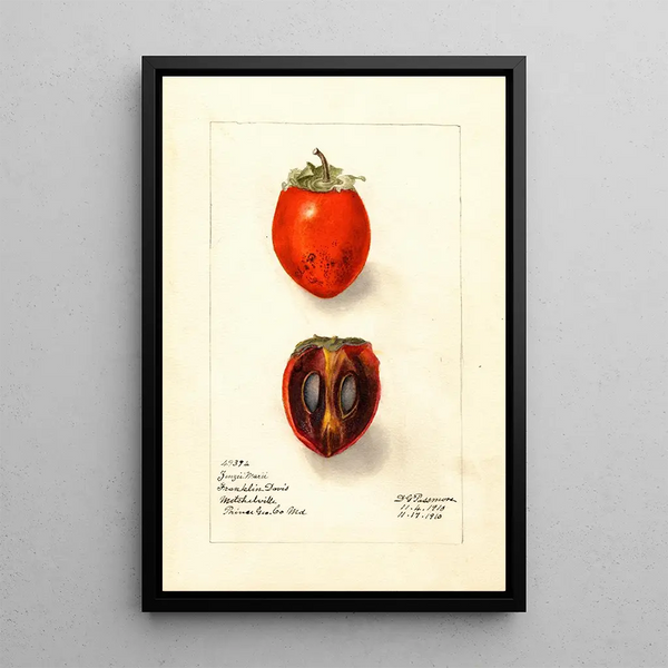 Diospyros Zengi Maru - Deborah Griscom Passmore — ingelijst kunstwerk aan de muur