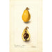 Eriobotrya japonica Advance - Deborah Griscom Passmore — weergave van het kunstwerk