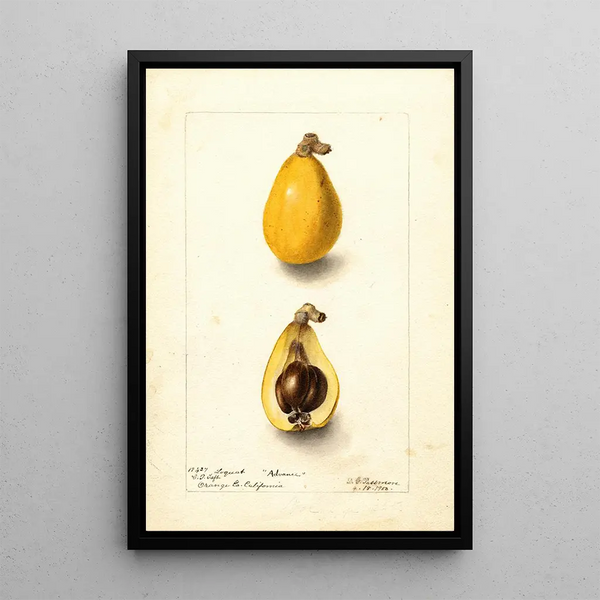 Eriobotrya japonica Advance - Deborah Griscom Passmore — ingelijst kunstwerk aan de muur