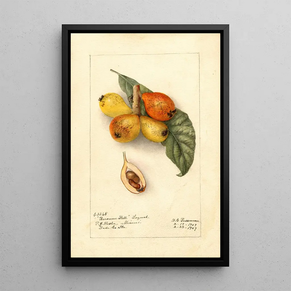 Reproductie van het schilderij Eriobotrya japonica Baronne Hall - Deborah Griscom Passmore