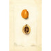 Eriobotrya japonica Premier - Deborah Griscom Passmore — weergave van het kunstwerk
