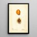 Eriobotrya japonica Premier - Deborah Griscom Passmore — ingelijst kunstwerk aan de muur