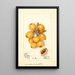 Reproductie van het schilderij Eriobotrya japonica Scala - Deborah Griscom Passmore