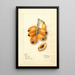 Eriobotrya japonica Victor - Deborah Griscom Passmore — ingelijst kunstwerk aan de muur